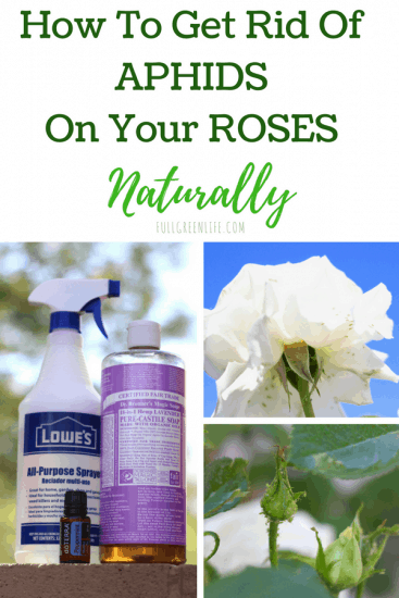 Nontoxic Aphids Rose Spray